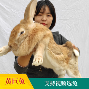 虎皮黄兔子巨兔种兔一对包邮兔苗活体肉兔巨型花明兔太行山兔包活