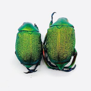 chrysochlora对虫原虫005丽标本chrysophora金龟