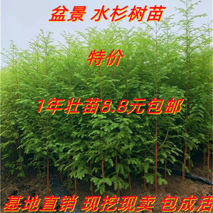 水杉树苗盆景盆栽室内绿植微型办公室植物红豆杉水杉小苗造型苗