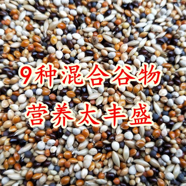白燕鸟食
