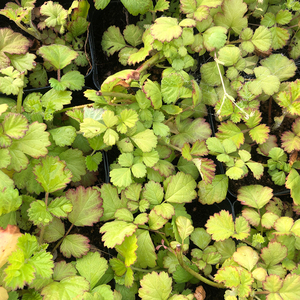 金叶茅莓 浆果 悬钩子 阳光飞溅 盆栽 观叶 耐寒 阳台 庭院