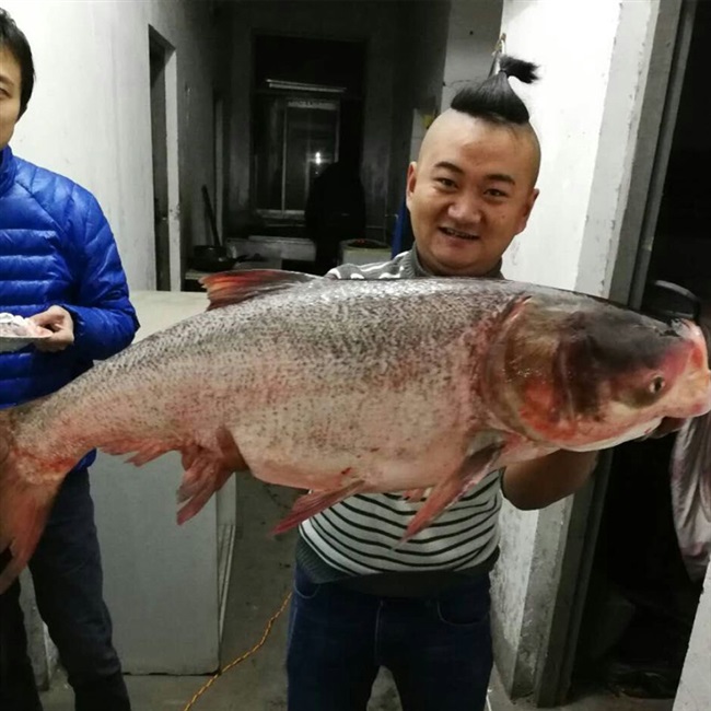 优选黑坑鲢鳙狂开口钓鱼小药花白鲢大头鲢鱼饵料窝料添加剂小药