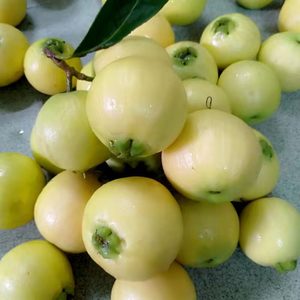 水蒲桃新鲜水果叮当果 蒲桃果响鼓香果自种水番桃优质水果2斤