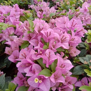 00耕扬生态农业淘宝耕扬生态农业/三角梅(巴西紫,艾娃夫人中苗