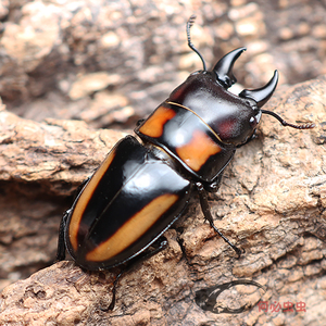 753人付款淘宝中国大锹成虫好斗甲虫活体两点赤锹甲锯锹形独角仙tb
