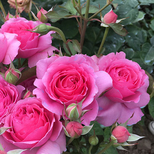 旋转香水月季花苗阳台大花浓香庭院美观花卉植物盆栽灌木四季开花