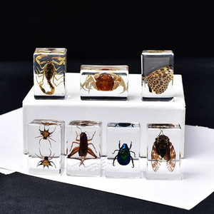 天然昆虫标本摆件真虫蜘蛛知了蝎子科普教学孩子收藏创意礼物