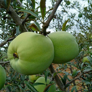 酸木瓜云南特产新鲜水果白花酸木瓜做菜泡酒当季水果3斤包邮