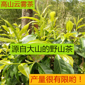 000人付款淘宝正宗云南野生小山茶东紫苏凤尾茶小香茶香苏茶夏枯草