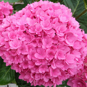 进口绣球花苗旋转木马 卡鲁塞尔包对版 阳台盆栽庭院花卉绿植特价