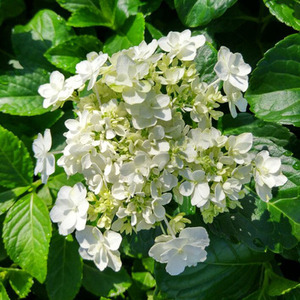 进口绣球花苗白色天使包对版 阳台盆栽庭院花卉绿植 开业特价