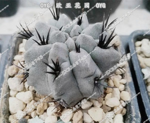 短豪刺素妆玉neochilenia paucicostata智利球属实生仙人球种子苗