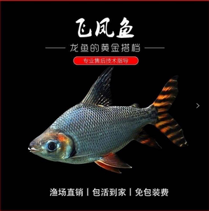 507人付款淘宝飞凤鱼金凤银凤泰国鲫鱼活体热带观赏鱼