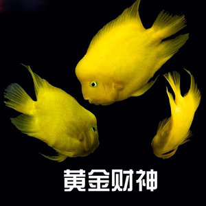 黄财神鱼活体起头黄金招财发财鹦鹉热带观赏风水中大型龙鱼配鱼