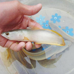 四川本地原生态白乌鱼白化黑鱼鱼苗雷龙鱼财鱼淡水活体观赏鱼鳢鱼