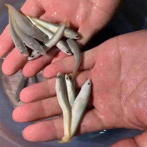 四川本地原生态白乌鱼白化黑鱼鱼苗雷龙鱼财鱼淡水活体观赏鱼鳢鱼