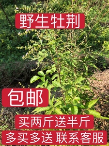 野生牡荆新鲜枝叶500克 包邮 五指柑五指枫布荆树枝棒中草药材