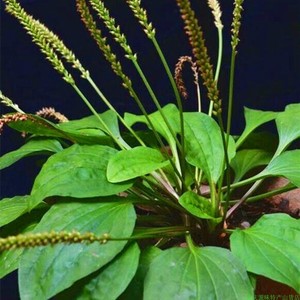 车前草苗五根草猪耳草野菜农家特产泡茶煲汤养生中药材阳台盆栽苗