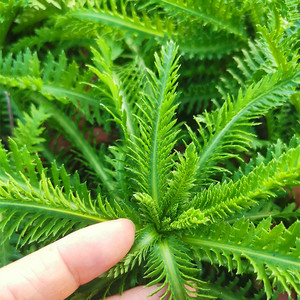 蓍草一支蒿飞天蜈蚣庭院楼顶阳台窗台养生泡茶泡酒农家中药材盆栽