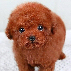 黑色泰迪狗纯种小型