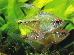 南美进口钻石灯鱼闪光直线脂鲤鱼活体热带观赏鱼小型鱼淡水群游鱼