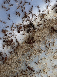 广西纯伊大头蚁