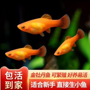 金牡丹鱼高帆黄金蓝牡丹鱼热带鱼小型淡水观赏鱼活体下崽好养耐活