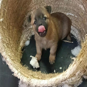 中华田园犬家养幼犬土狗小狗杂交狗黑白花狗小体串串狗活体狗崽