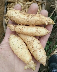 天麻苗包邮种植苗现挖种苗杂交优质种籽天麻原种种子0代乌红