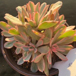 韩货花车锦自然群整群无砍精养花苗老桩多肉植物盆栽一物一拍包邮