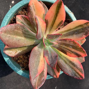 自然群无砍花筏锦腹轮锦香味罗琦精养老桩多肉植物一物一拍包邮