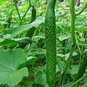 津研4号黄瓜种子高产黄瓜苗耐热耐寒越冬早春田园有机瓜果蔬菜籽