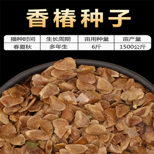 【红椿苗】红椿苗品牌,价格 - 阿里巴巴