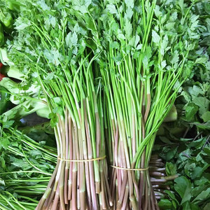 湖北农村现挖野菜野生水芹菜新鲜蔬菜野芹菜清香野水芹3斤包邮