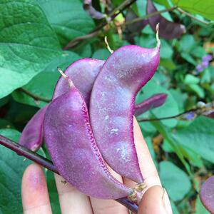 湖北农家新鲜扁豆红扁豆紫扁豆角肉扁豆荚峨嵋豆芸豆老品种包邮