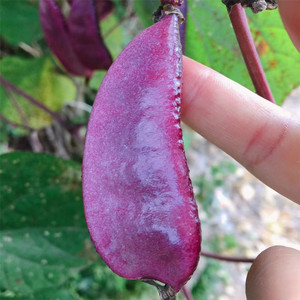 紫扁豆新鲜