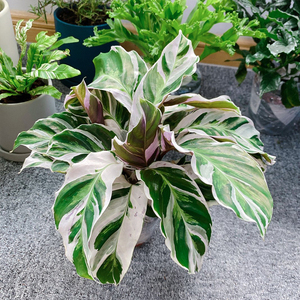竹芋盆栽 北欧风ins多品种青苹果彩虹孔雀翠叶常青水绿植耐阴好养