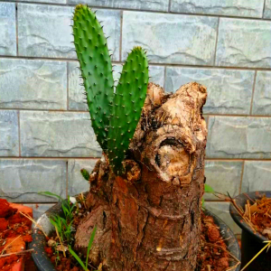 [一物一拍]仙人掌树霸气老桩高崖峭壁大型多肉园林造型镇宅果树