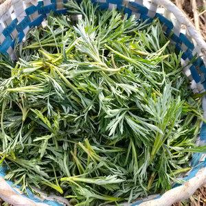 长白山野生柳蒿芽东北春季野菜蘸酱菜新鲜现挖水蒿两份包邮柳耗芽