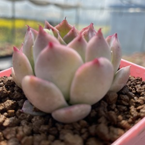 羽艺多肉园艺 血斑小海螺多肉植物 办公桌盆栽 满29包邮