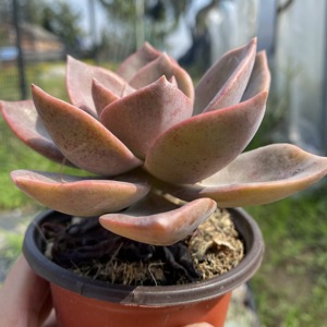 羽艺多肉园艺 旭鹤老桩杆高6公分左右紫红色夏季也不掉色满29包邮