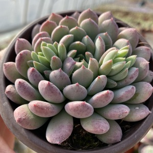 羽艺多肉园艺 小蓝衣 办公桌盆栽  实物拍摄9公分盆满29包邮