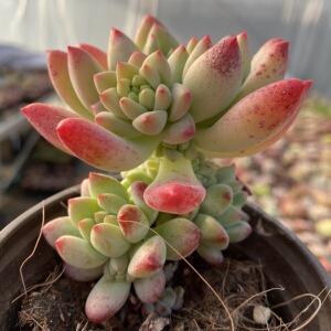 柳叶莲华多肉植物 带杆带两个侧芽起 办公桌盆栽满29包邮