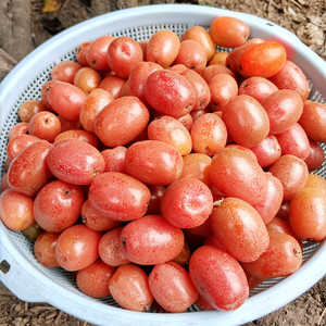 云南野生羊奶果新鲜现摘2斤 德宏特产酸甜水果 牛奶果 胡秃子果