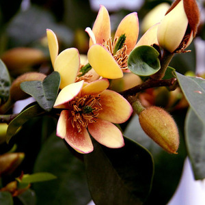 日本购多花含笑花苗 紫色含笑 红花含笑盆栽花卉绿植 浓.香植物