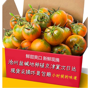 河北沧州碱地铁皮草莓柿子自然熟西红柿绿腚新鲜应季水果柿子番茄