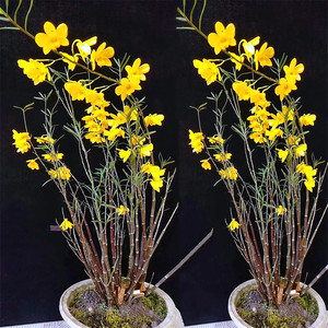 精选姬竹叶石斛 石斛枫斗 常年不落叶 株型优雅漂亮 盆景金钗铁皮