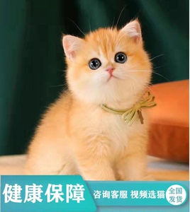 英短金渐层幼猫宠物猫活体英国短毛猫ny12色蓝金渐层小猫咪活物