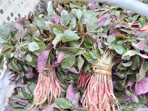 顺丰包邮贵州红苋菜 汗菜 农家新鲜红圆叶紫汉菜野菜红米苋菜