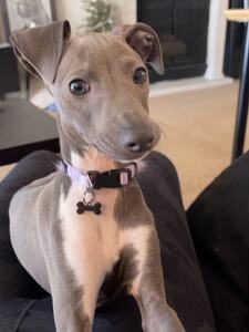 纯种意大利小灵缇犬活体网红同款迷你灰色小体型犬蓝青色狗狗